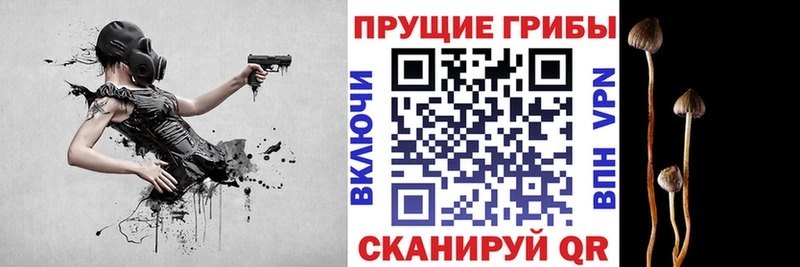 KRAKEN ССЫЛКА  Дивногорск  Псилоцибиновые грибы GOLDEN TEACHER 